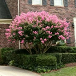 Sioux Crape Myrtle -Nature Grove Shop Sioux Crape myrtle 2