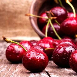 Skeena Cherry Tree 7 Skeena Cherry Tree -Nature Grove Shop Skeena Cherry 4 FGT