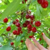 Skeena Cherry Tree 1 Skeena Cherry Tree -Nature Grove Shop Skeena Cherry FGT 600X600 1304eed1 04ee 4e47 9ef3 8afb5cd1cf53