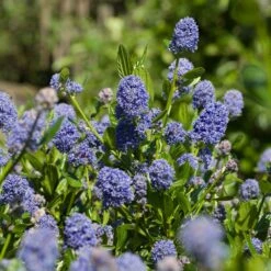 Skylark California Lilac -Nature Grove Shop Skylark California Lilac 3 FGT