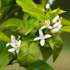 Smith Red Orange -Nature Grove Shop Smith Red Orange 7