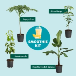 Papaya Tree -Nature Grove Shop Smoothie Kit Graphic 11ae7b3b 499b 4165 a9bd 09be178c93af