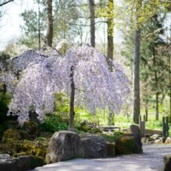 Snow Fountains® Weeping Cherry Tree 11 Snow Fountains® Weeping Cherry Tree -Nature Grove Shop Snow Fountains Weeping Cherry 8