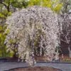 Snow Fountains® Weeping Cherry Tree -Nature Grove Shop Snow Fountains Weeping Cherry FGT 600x600 b932e64b fb28 4b2a b164 ea90e6be8b0b