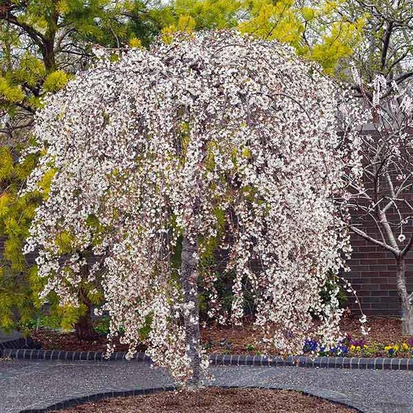 Snow Fountains® Weeping Cherry Tree 3 Snow Fountains® Weeping Cherry Tree