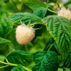 Snowbank White Blackberry Bush -Nature Grove Shop Snowbank Blackberry 1