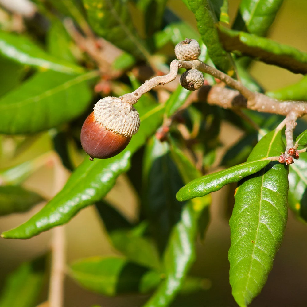 Live Oak Tree 6 Live Oak Tree - Image 4
