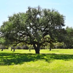 Live Oak Tree 9 Live Oak Tree -Nature Grove Shop Southern Live Oak FGT 3