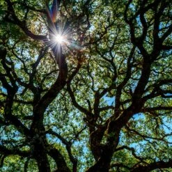 Live Oak Tree 11 Live Oak Tree -Nature Grove Shop Southern Live Oak FGT 4