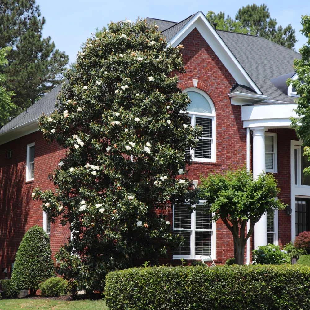 Southern Magnolia 4 Southern Magnolia - Image 2