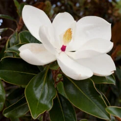 Southern Magnolia 9 Southern Magnolia -Nature Grove Shop Southern Magnolia 8 FGT