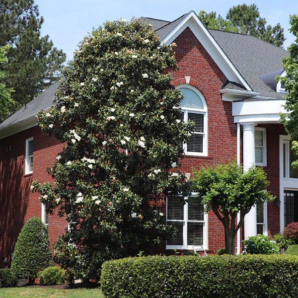 Southern Magnolia 3 Southern Magnolia