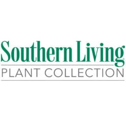 Obsession™ Nandina Shrub -Nature Grove Shop Southn Living 1000x1000 9c033be2 455d 445a a895 d23c57353a2b