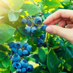 Nature Grove Shop -Nature Grove Shop Spartan Blueberry 1