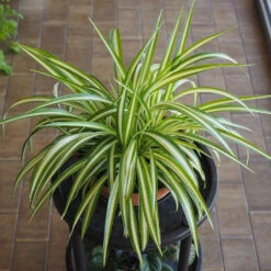 Spider Plant -Nature Grove Shop Spider Plant 1