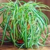 Spider Plant -Nature Grove Shop Spider Plant FGT 600x600 f8f5d6ea f043 4cae a4d9 2847d9e16047