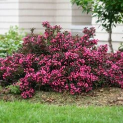 Spilled Wine® Weigela Shrub 9 Spilled Wine® Weigela Shrub -Nature Grove Shop Spilled Wine Weigela 1 FGT