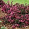 Spilled Wine® Weigela Shrub 1 Spilled Wine® Weigela Shrub -Nature Grove Shop Spilled Wine Weigela FGT 600x600 6a7e16ef 4df8 48a5 bd38 030385ba4fb0