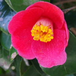 Spring's Promise Camellia Shrub 8 Spring's Promise Camellia Shrub -Nature Grove Shop Springs Promise Camellia 1 FGT