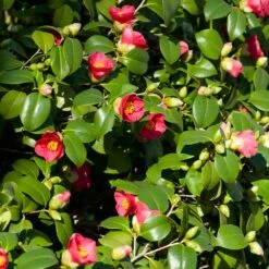 Spring's Promise Camellia Shrub 7 Spring's Promise Camellia Shrub -Nature Grove Shop Springs Promise Camellia 5