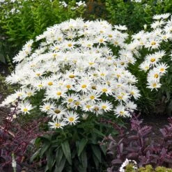 Amazing Daisies® ‘Spun Silk’ Shasta Daisy -Nature Grove Shop Spun Silk Bananas 3