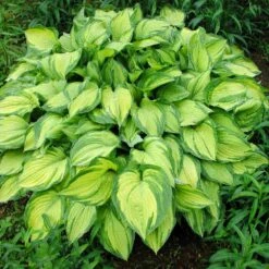 Stained Glass Hosta Plant -Nature Grove Shop Stained Glass Hosta 1
