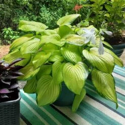Stained Glass Hosta Plant -Nature Grove Shop Stained Glass Hosta 3