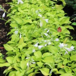 Stained Glass Hosta Plant -Nature Grove Shop Stained Glass Hosta 6