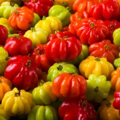 Star Cherry Tree (Pitanga) -Nature Grove Shop Star Cherry 7 FGT