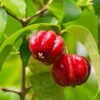 Star Cherry Tree (Pitanga) -Nature Grove Shop Star Cherry FGT 600x600 f143a9b6 ebfe 4840 bad7 417d61a625e0