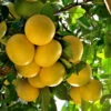 Star Ruby Grapefruit Tree -Nature Grove Shop Star Grapefruit 3600x600jpg