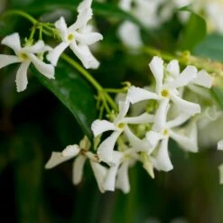 Star Jasmine -Nature Grove Shop Star Jasmine 3