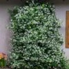 Star Jasmine -Nature Grove Shop Star Jasmine FGT 600x600 6d61e944 f31d 4bea bb0f 55ed8563874f