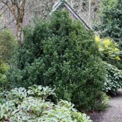 Steeds Japanese Holly Shrub -Nature Grove Shop Steeds Holly 1