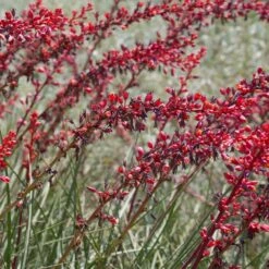 Dwarf Red Yucca Stoplights -Nature Grove Shop Stoplights Dwarf Hesperaloe 2
