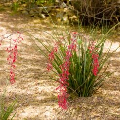 Dwarf Red Yucca Stoplights -Nature Grove Shop Stoplights Dwarf Hesperaloe 3