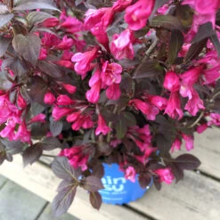 Stunner® Weigela -Nature Grove Shop Stunner weigela 1