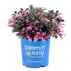 Stunner® Weigela -Nature Grove Shop Stunner weigela 3