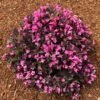 Stunner® Weigela -Nature Grove Shop Stunner weigela 600x600 374f2660 7429 4603 bcb3 1c1dcc3fcbf2