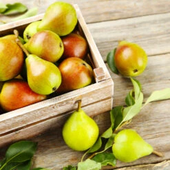 Summercrisp Pear Tree 7 Summercrisp Pear Tree -Nature Grove Shop Summercrisp Pear 3 FGT