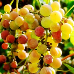 Summit Muscadine Grapes -Nature Grove Shop Summit muscadine Grape 3