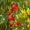 Sunglo Nectarine Tree -Nature Grove Shop Sunglo Nectarine 600x600 5ae169cd dbc8 4f76 9d24 636857ea7eea