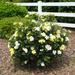 Sunny Knock Out® Rose -Nature Grove Shop Sunny knockout rose Shrub 1 FGT