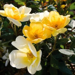 Sunny Knock Out® Rose -Nature Grove Shop Sunny knockout rose Shrub 3 FGT
