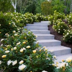 Sunny Knock Out® Rose -Nature Grove Shop Sunny knockout rose Shrub 7 FGT