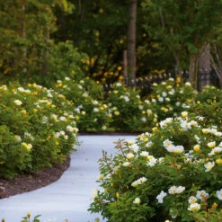 Sunny Knock Out® Rose -Nature Grove Shop Sunny knockout rose Shrub 8 FGT