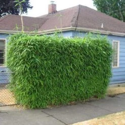 Sunset Glow Bamboo -Nature Grove Shop Sunset Glow Bamboo 2 450w