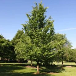 Emerald Sunshine® Elm Tree 9 Emerald Sunshine® Elm Tree -Nature Grove Shop Sunshine Elm 2