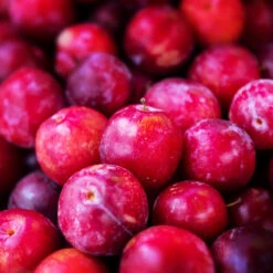 Superior Plum Tree 10 Superior Plum Tree -Nature Grove Shop Superior Plum 3