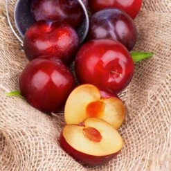 Superior Plum Tree 13 Superior Plum Tree -Nature Grove Shop Superior Plum 4